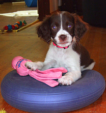 photo: puppy Vite (BB's dam) with toy