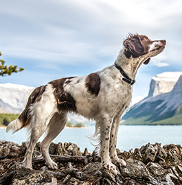 Black Betty (BB) in the Rocky Mountains, Photo by Wags Unlimited