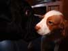 photo: shermann sniffing rebel
