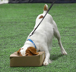 Boo indicating odor in a box, Photo by Jill Gibbs