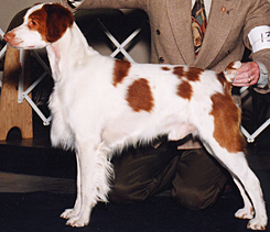 photo: Chief Winners Dog at Washington Brittany Specialty