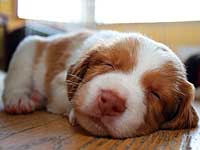 photo: 3 week old puppy sleeping