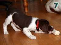 photo: 7 week old puppy in play bow