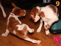 photo: 9 week old puppies playing